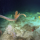 Another sea snake.